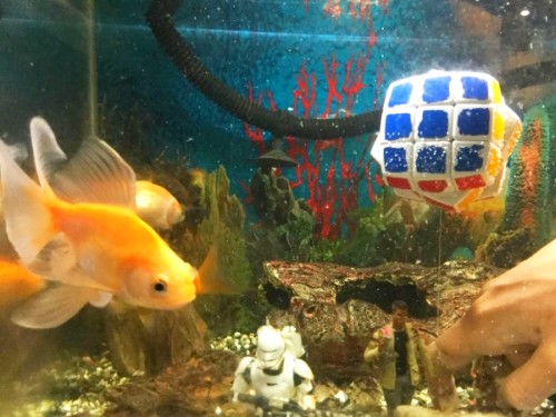 fishtank 3x3 submerged