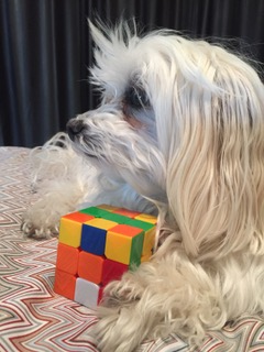 cubing animal